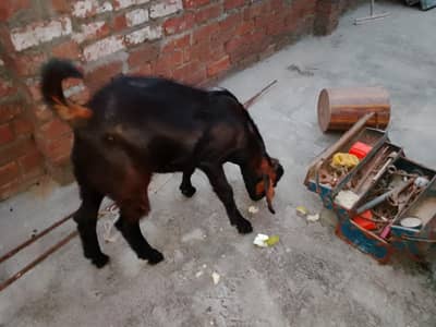 Bakra/teddy bakra