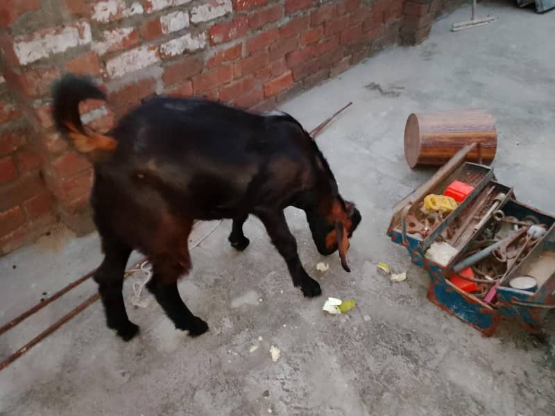 Bakra/teddy bakra 0