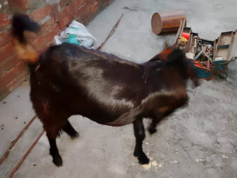 Bakra/teddy bakra 1