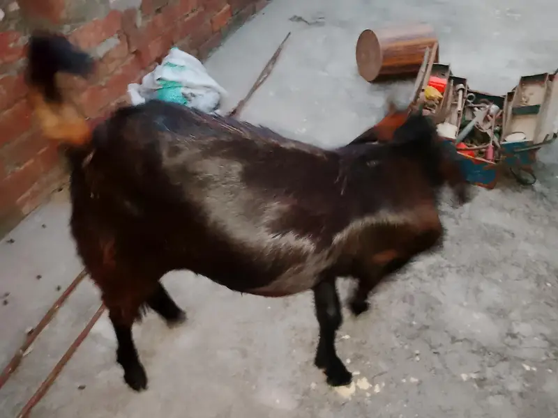 Bakra/teddy bakra — photo 2