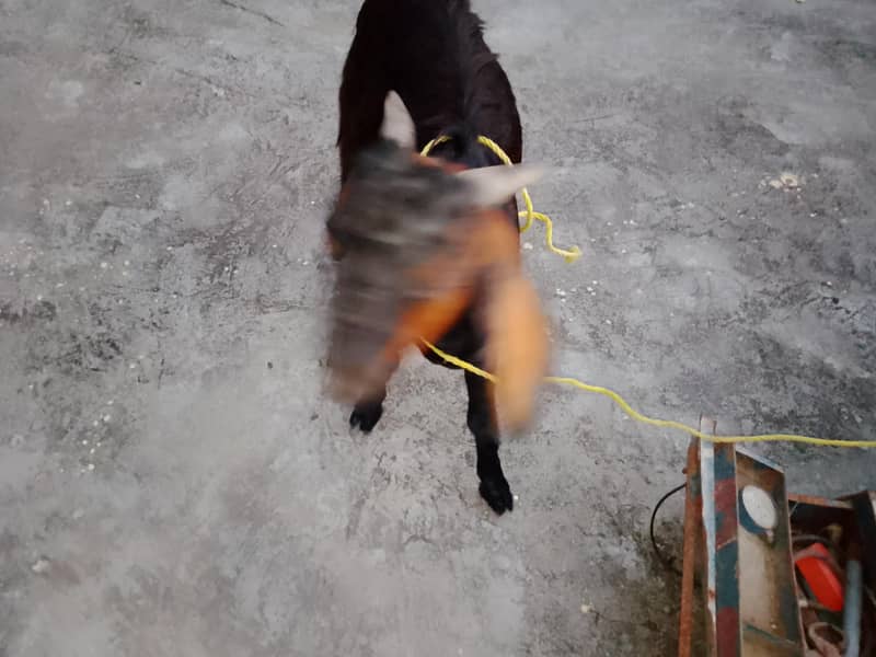 Bakra/teddy bakra 3