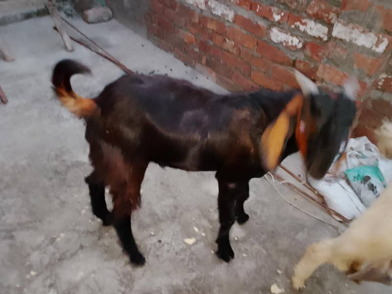 Bakra/teddy bakra 4