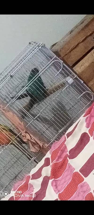 crossing horaha ha blue turquoise conure black chest price 35k
