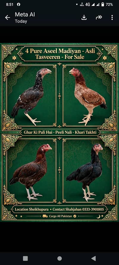 High Quality Aseel murghia. eggs dy Rahi he. Active. he.