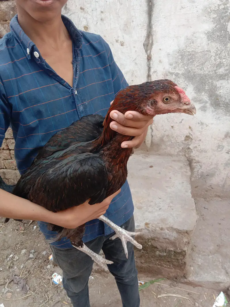 High Quality Aseel murghia. eggs dy Rahi he. Active. he. — photo 2