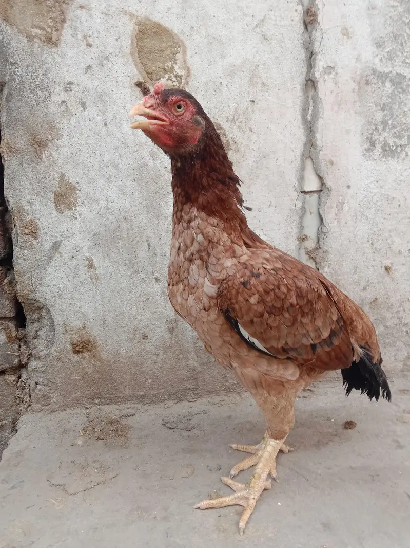 High Quality Aseel murghia. eggs dy Rahi he. Active. he. — photo 3