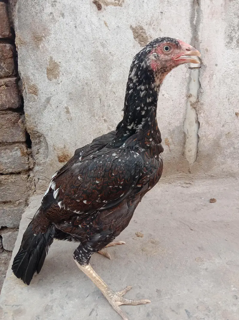 High Quality Aseel murghia. eggs dy Rahi he. Active. he. — photo 4