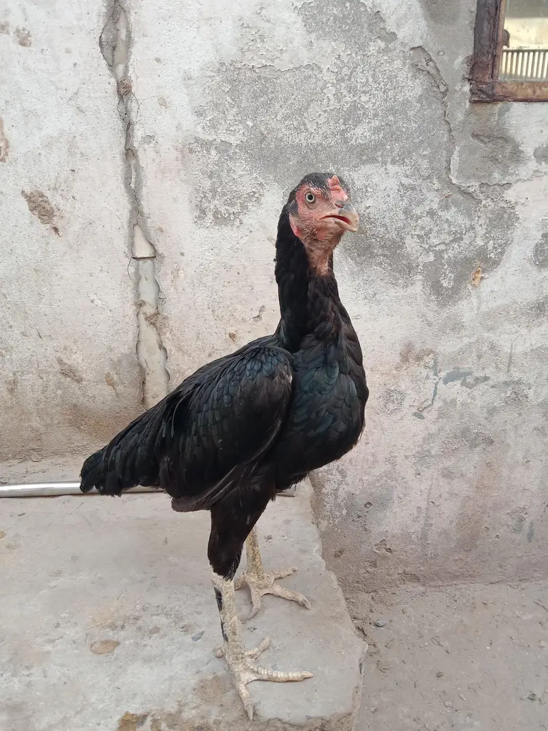 High Quality Aseel murghia. eggs dy Rahi he. Active. he. — photo 5