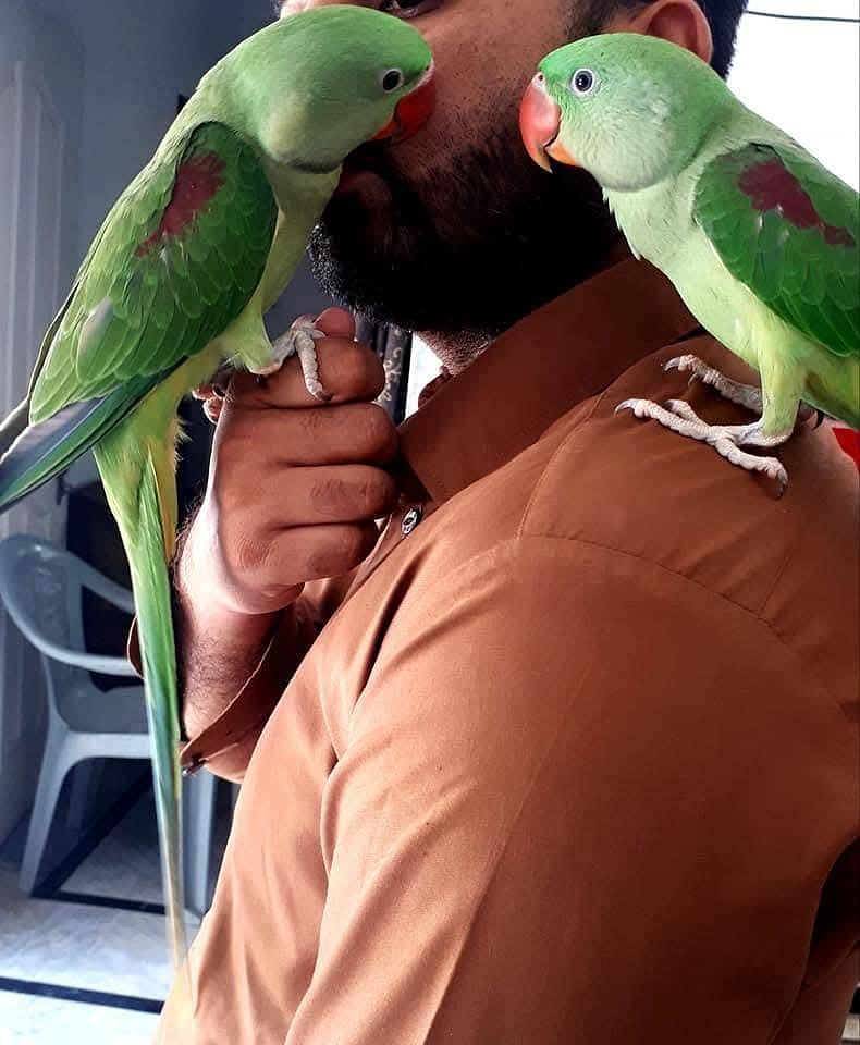 raw parrot pair 4