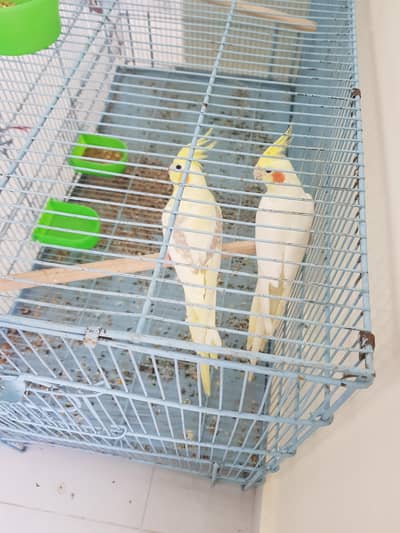 100% V-Pied cream female and Red Eyes male for sale