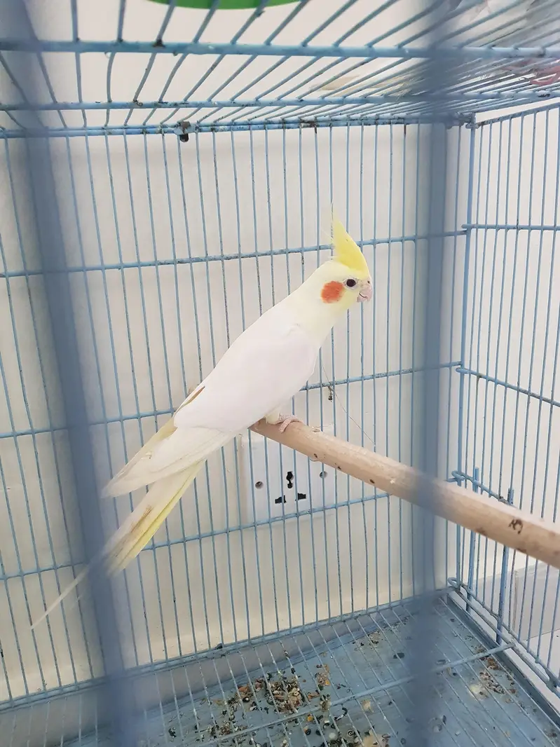 100% V-Pied cream female and Red Eyes male for sale — photo 2