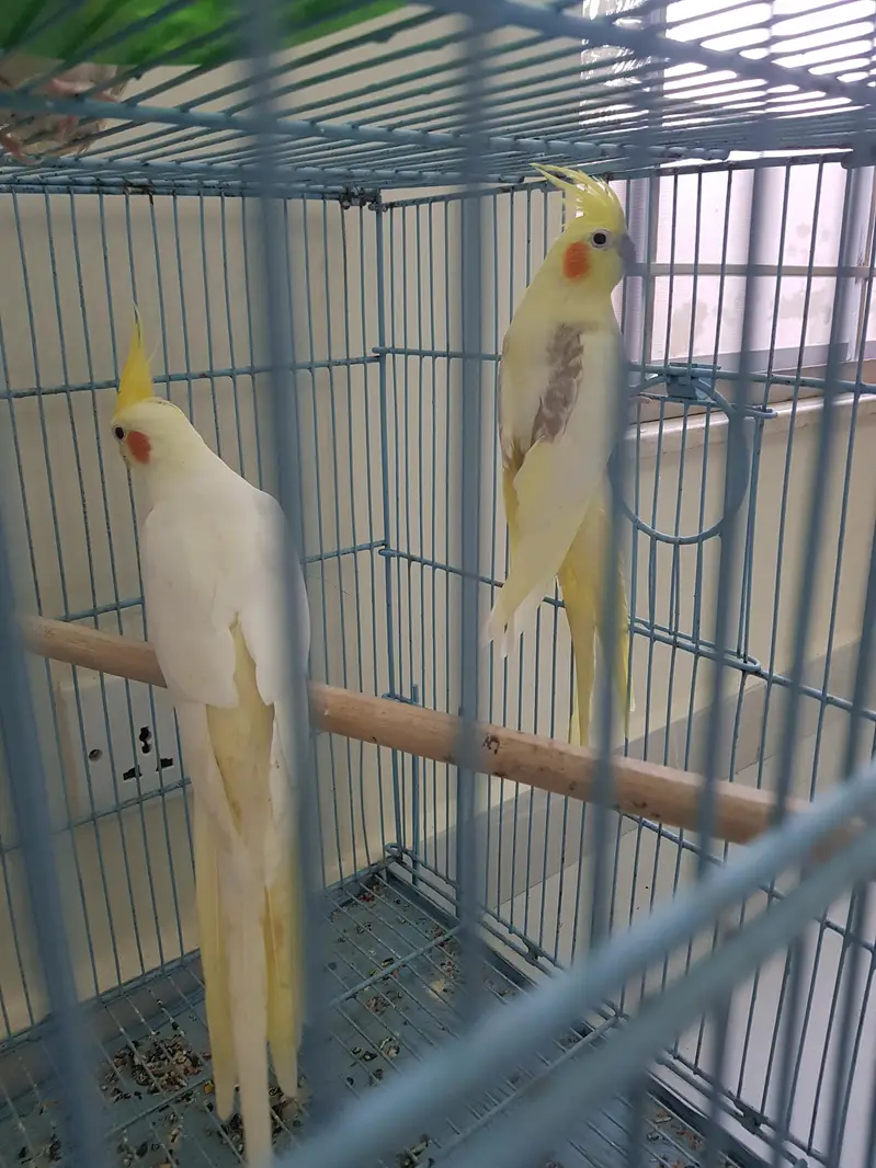 100% V-Pied cream female and Red Eyes male for sale — photo 3