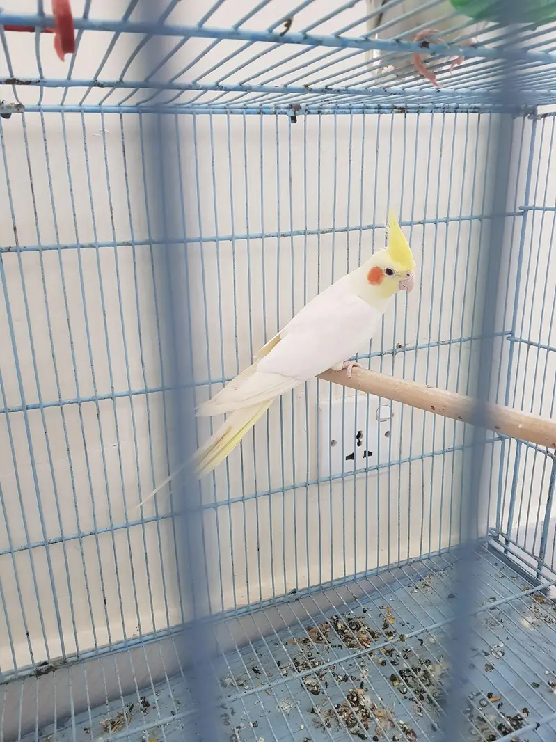 100% V-Pied cream female and Red Eyes male for sale — photo 4