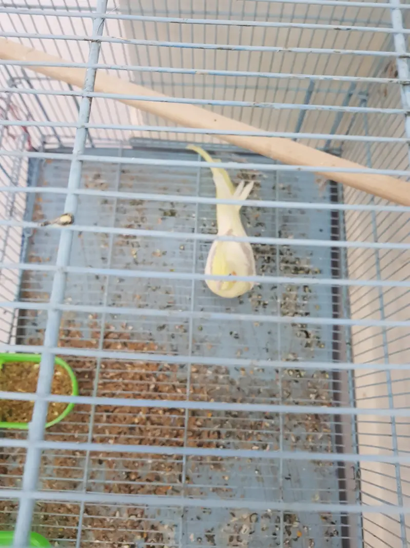 100% V-Pied cream female and Red Eyes male for sale — photo 5