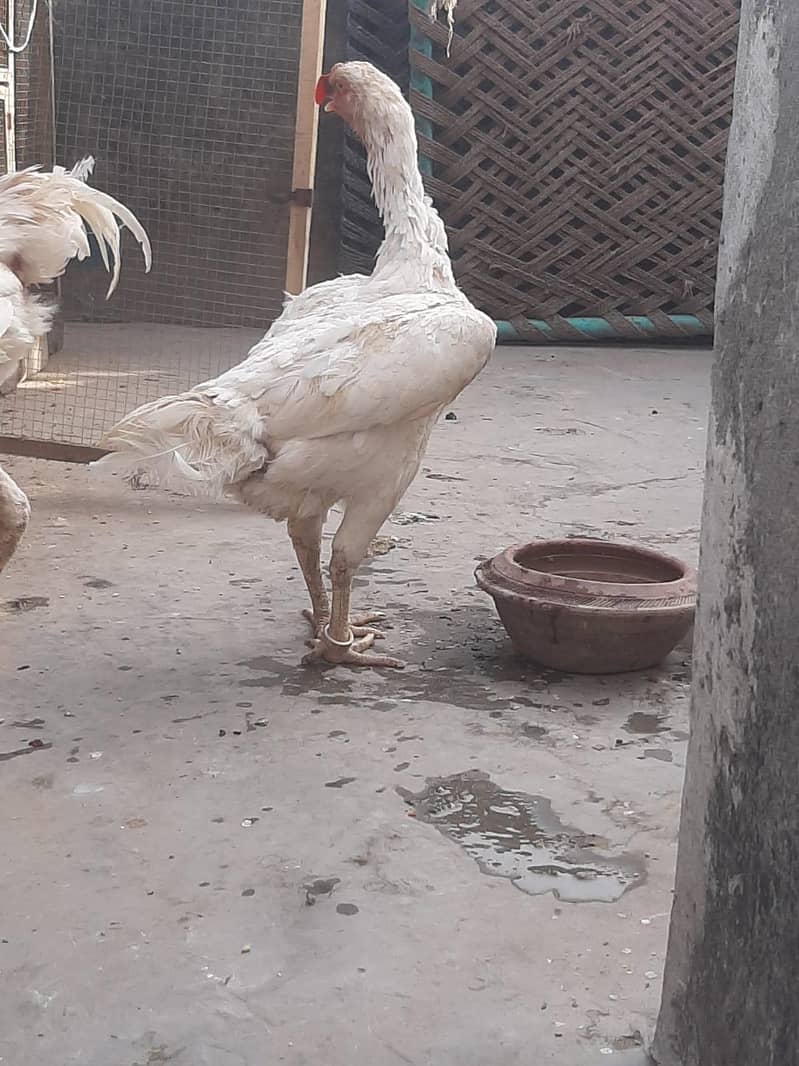 shamo breed pair 2