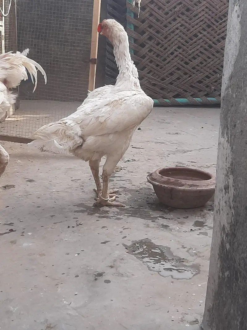 shamo breed pair — photo 3