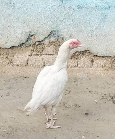 aseel Heera