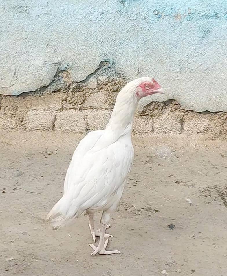 aseel Heera 0