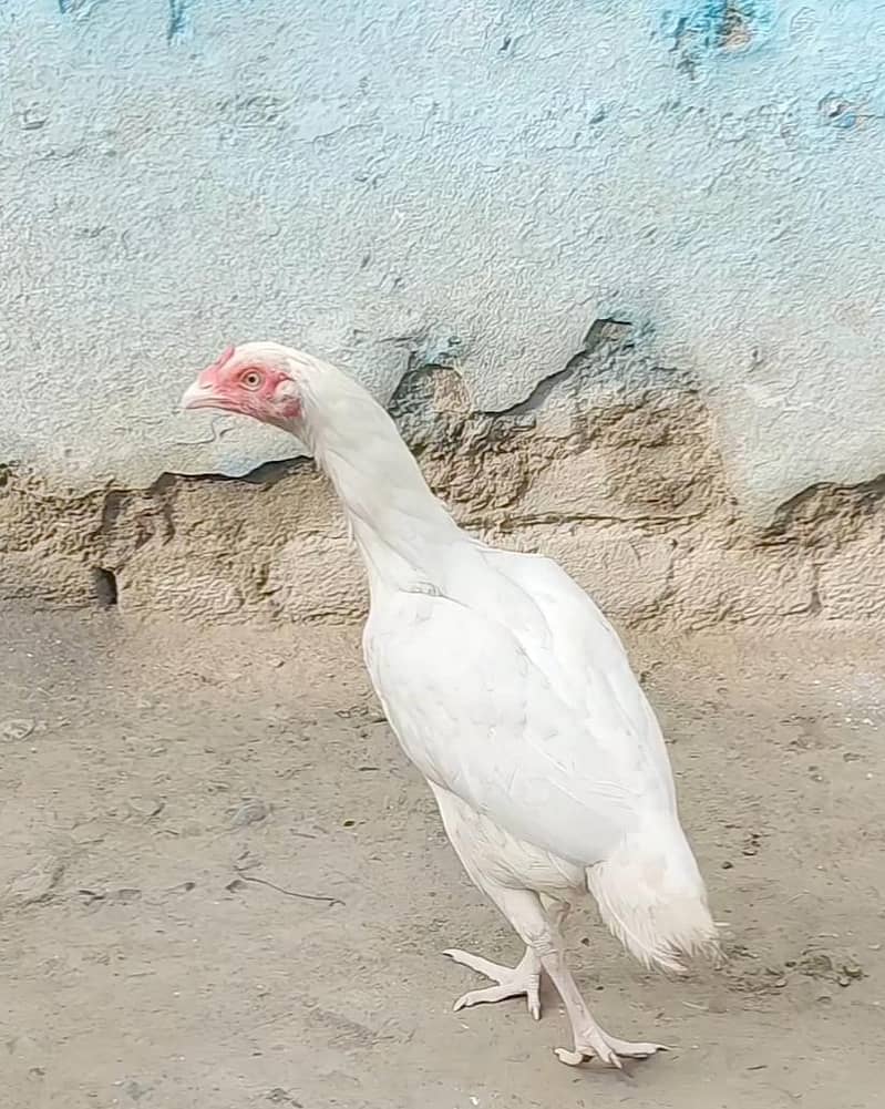 aseel Heera 1
