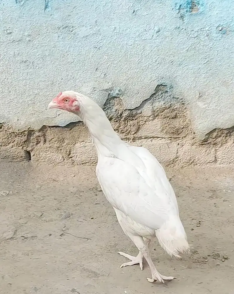 aseel Heera — photo 2