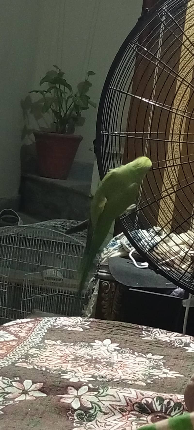 parrot 0
