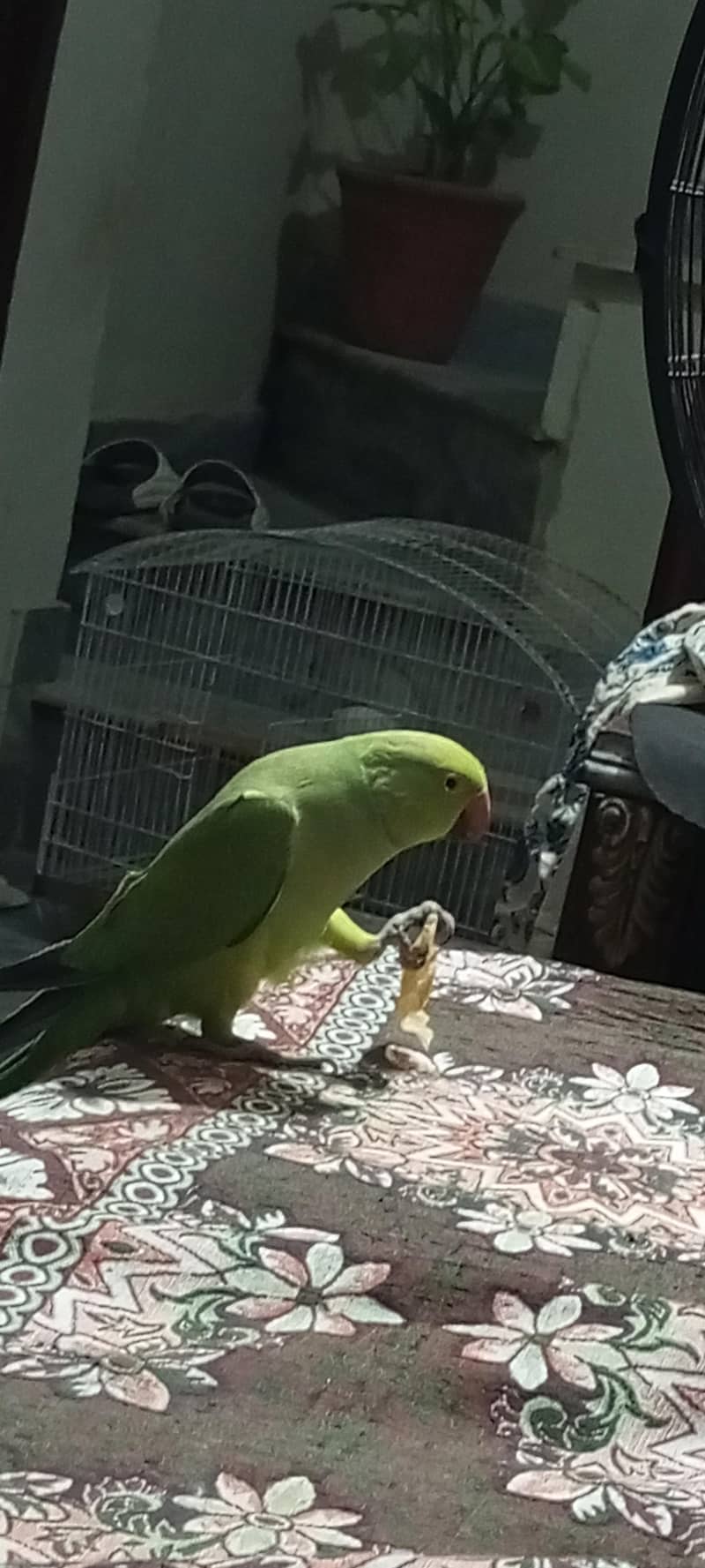 parrot 1