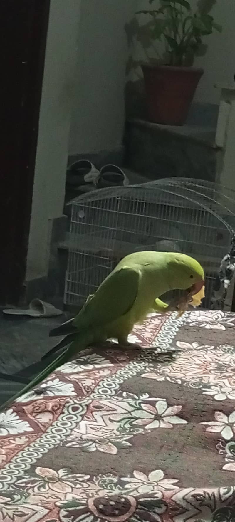 parrot 2