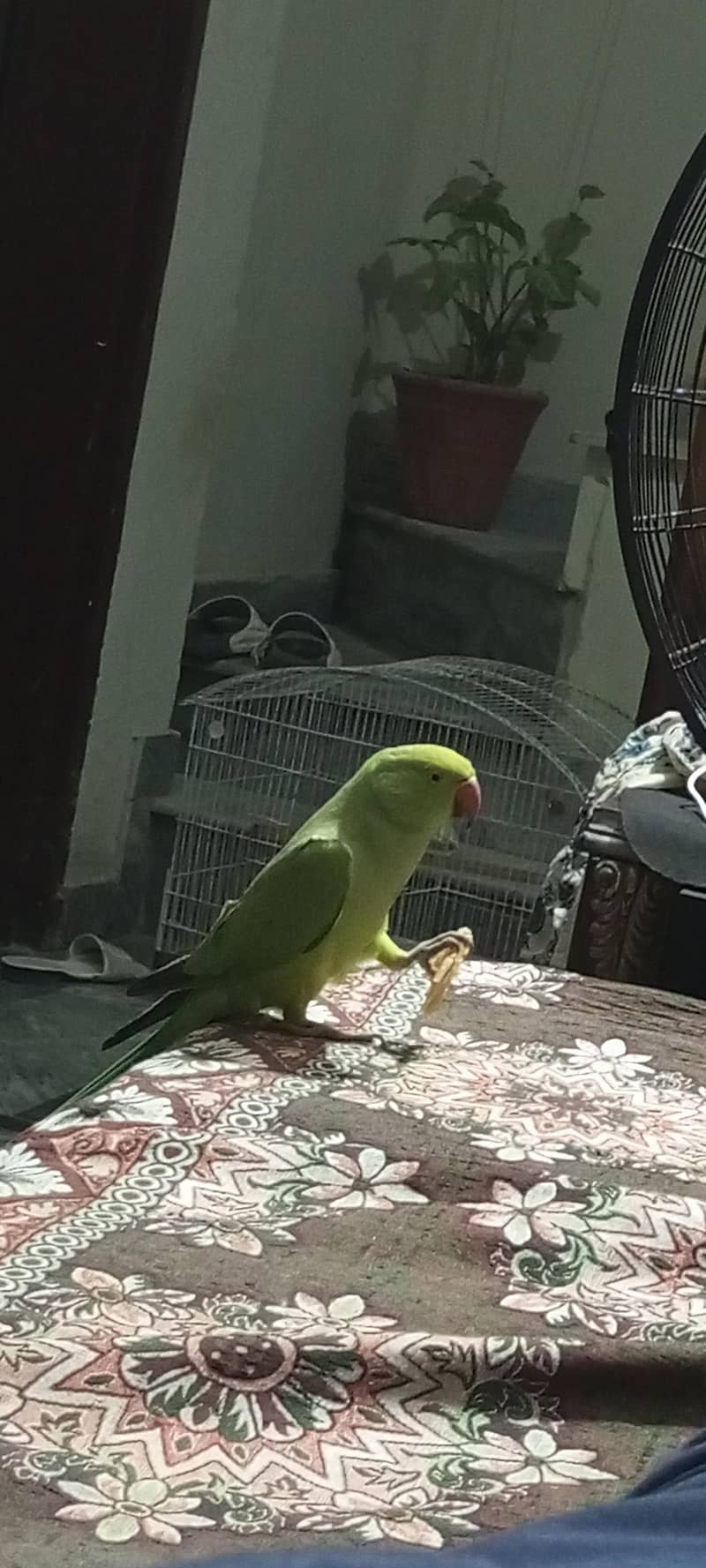 parrot 3