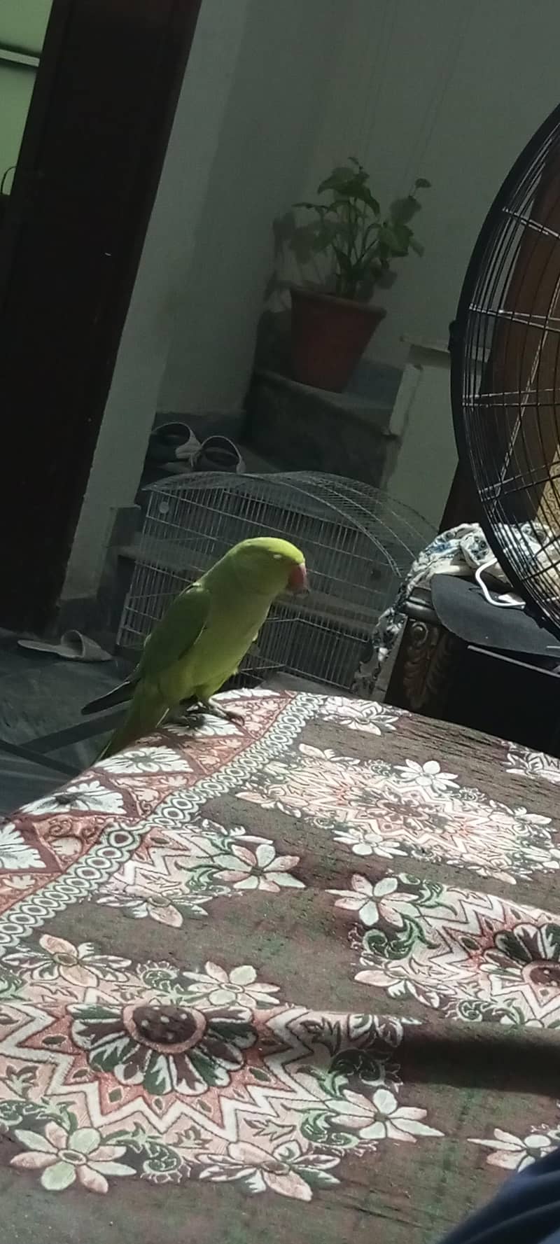 parrot 4