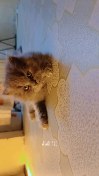 Persian kitten
