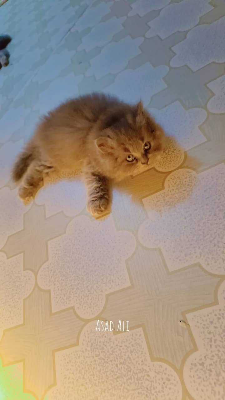 Persian kitten 1
