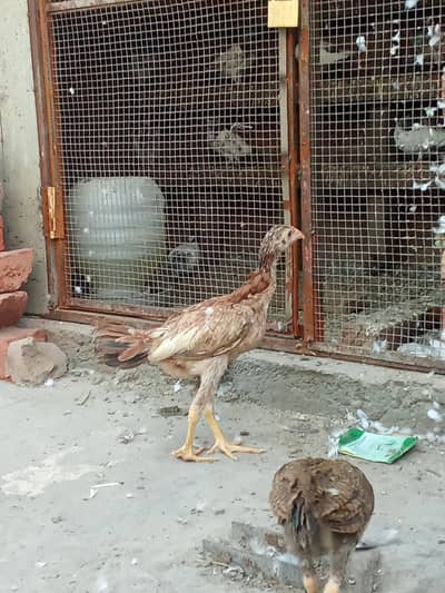 Pure Aseel Murga & Chicks