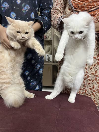 Persain dollface pair brown male and white female healthy and playfull