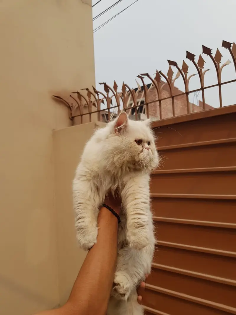 Persian Extreme punch face|odd eyes | triple coated male for mating |