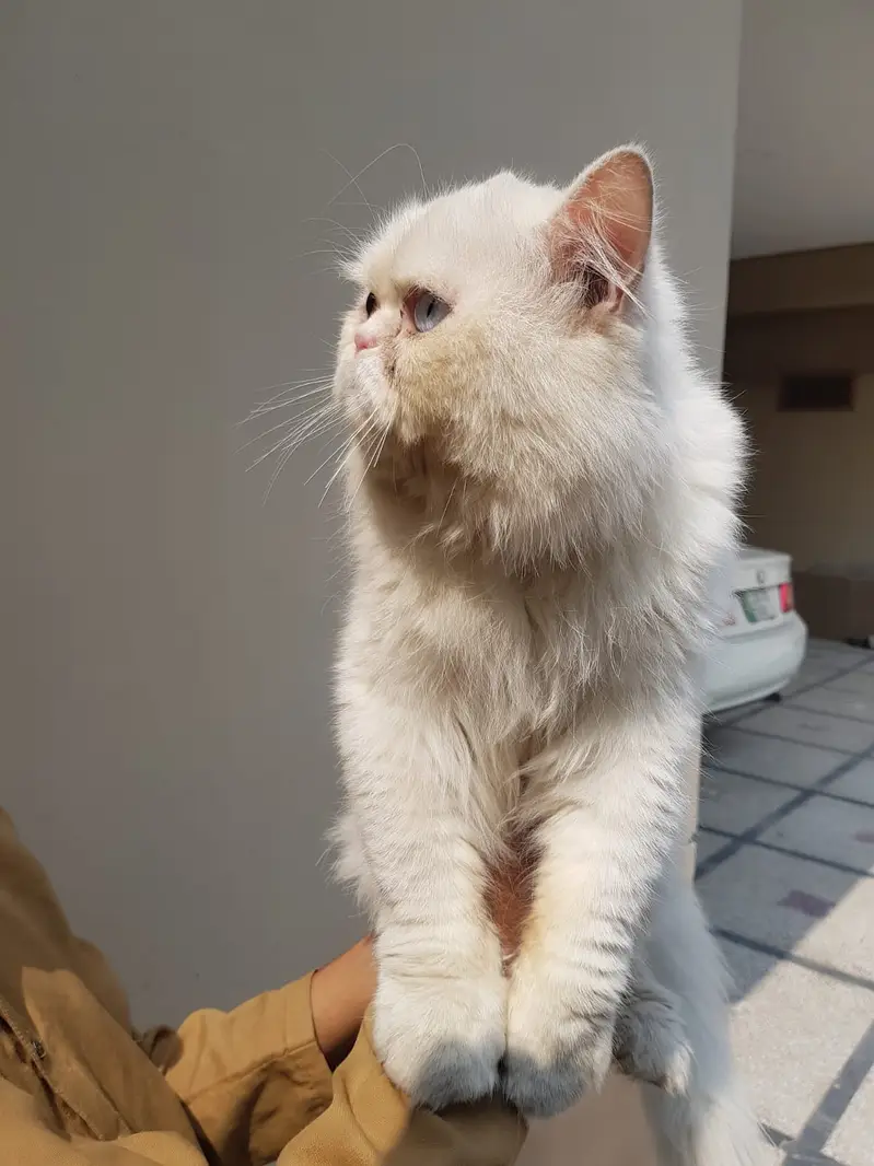 Persian Extreme punch face|odd eyes | triple coated male for mating | — photo 3