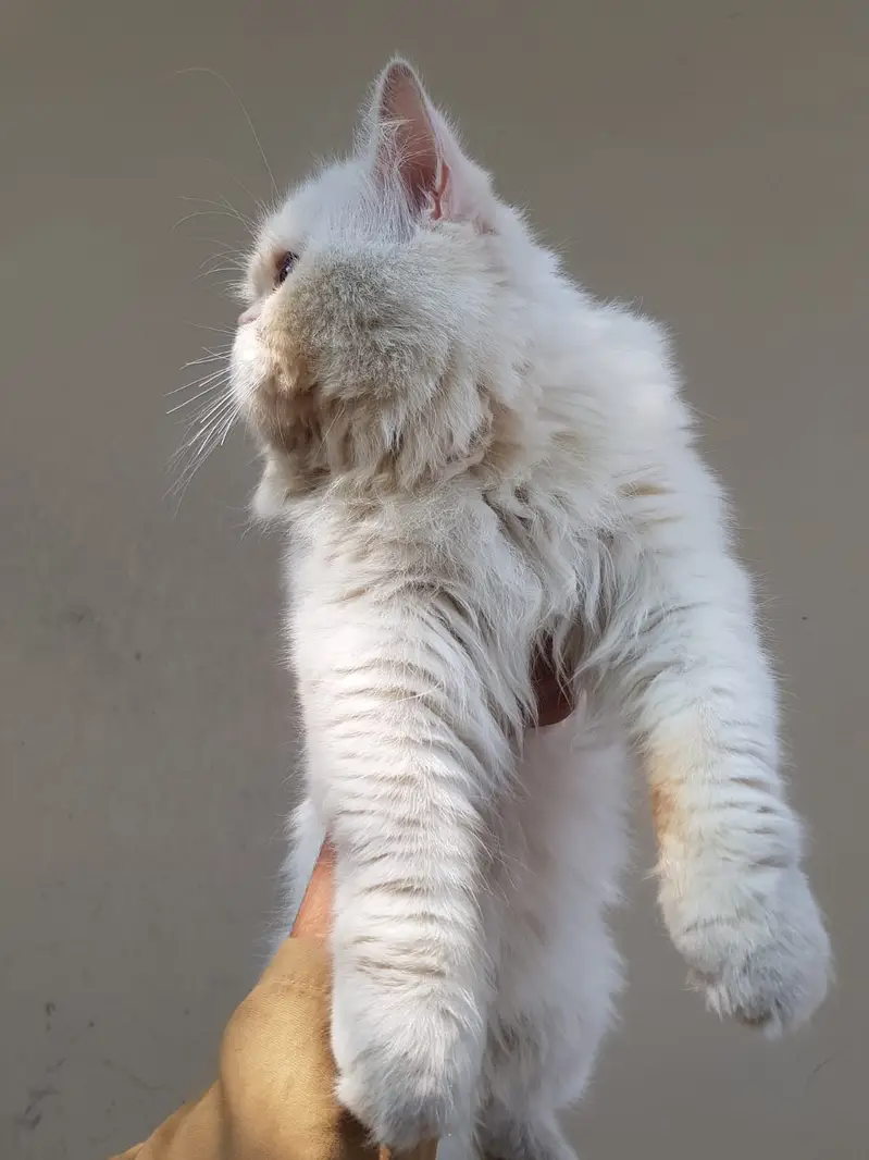 Persian Extreme punch face|odd eyes | triple coated male for mating | — photo 4