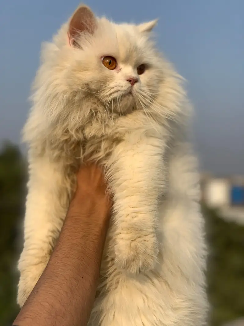 Persian Extreme punch face|odd eyes | triple coated male for mating | — photo 5