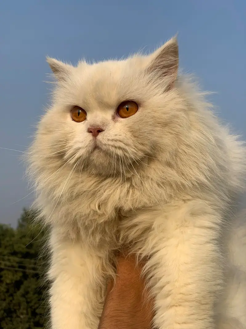 Persian Extreme punch face|odd eyes | triple coated male for mating | — photo 7