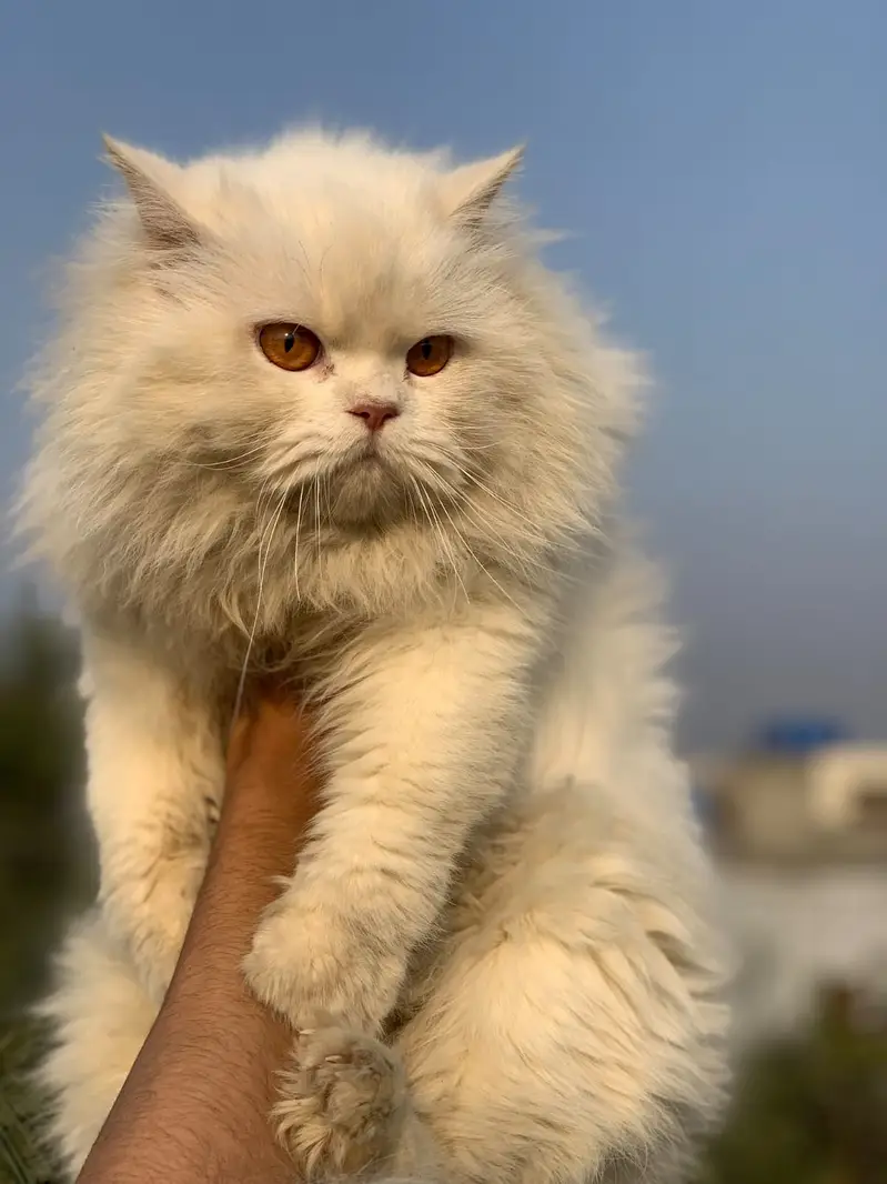 Persian Extreme punch face|odd eyes | triple coated male for mating | — photo 8