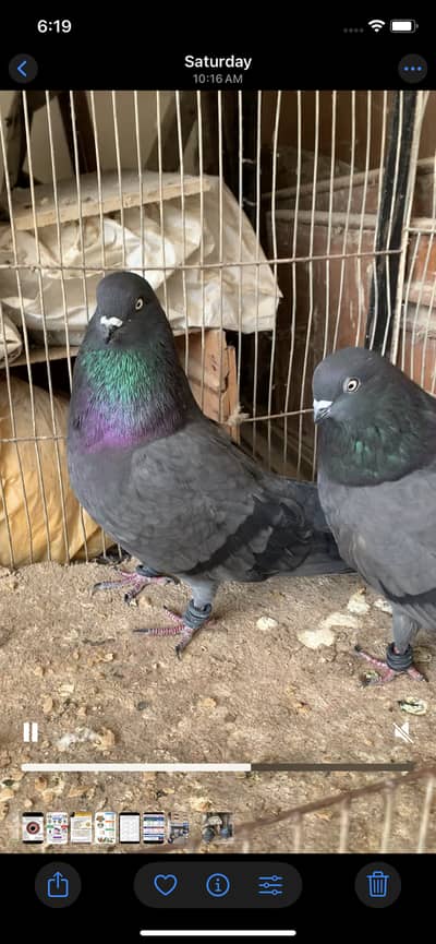 Pair for sale