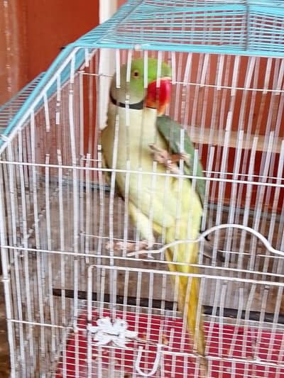 raw parrot male