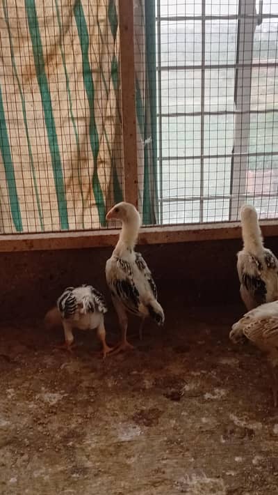 Shamo Chicks Pair Available | Aseel Shamo | Lakha Aseel Shamo