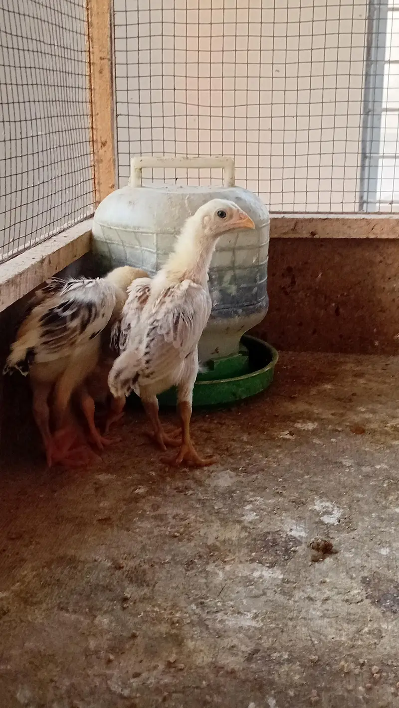Shamo Chicks Pair Available | Aseel Shamo | Lakha Aseel Shamo — photo 2