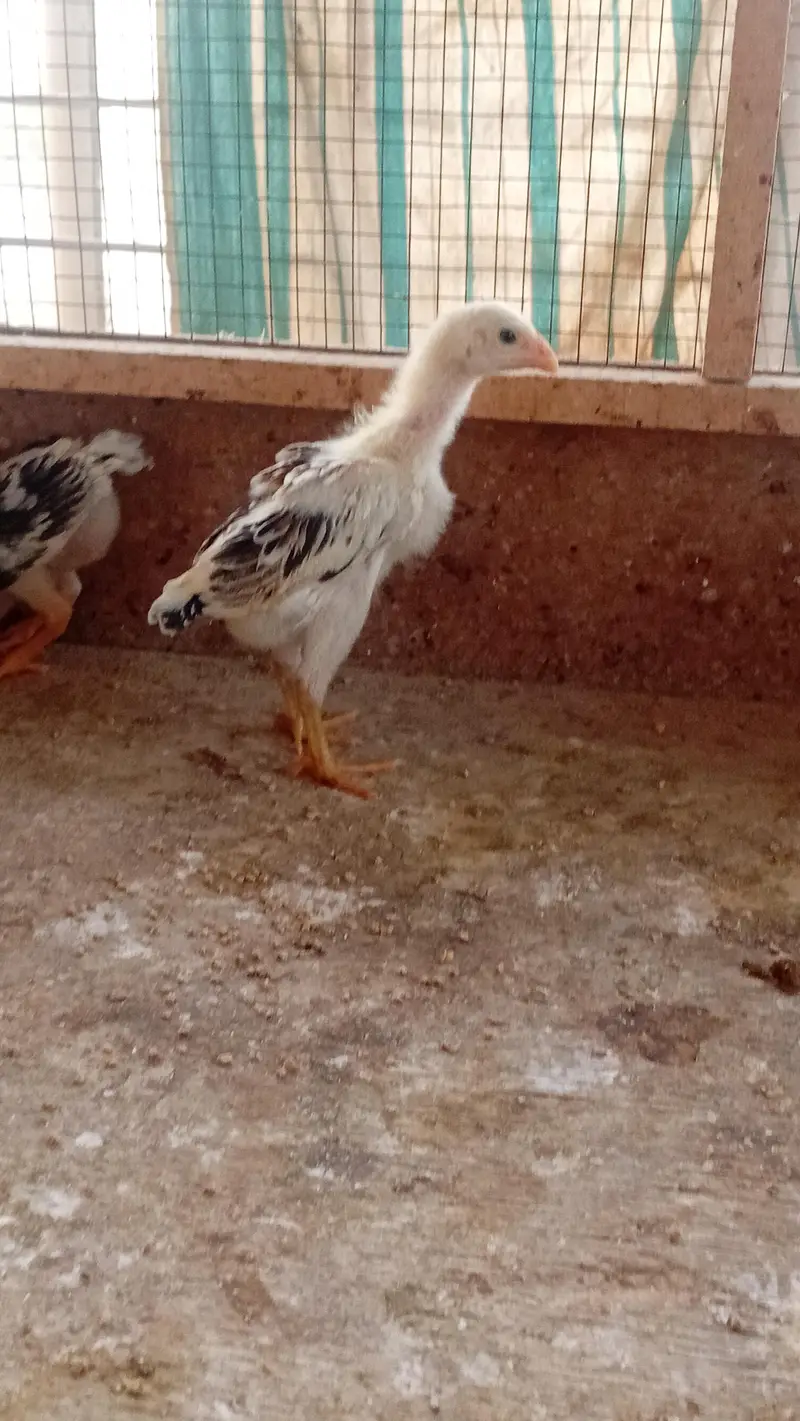 Shamo Chicks Pair Available | Aseel Shamo | Lakha Aseel Shamo — photo 3