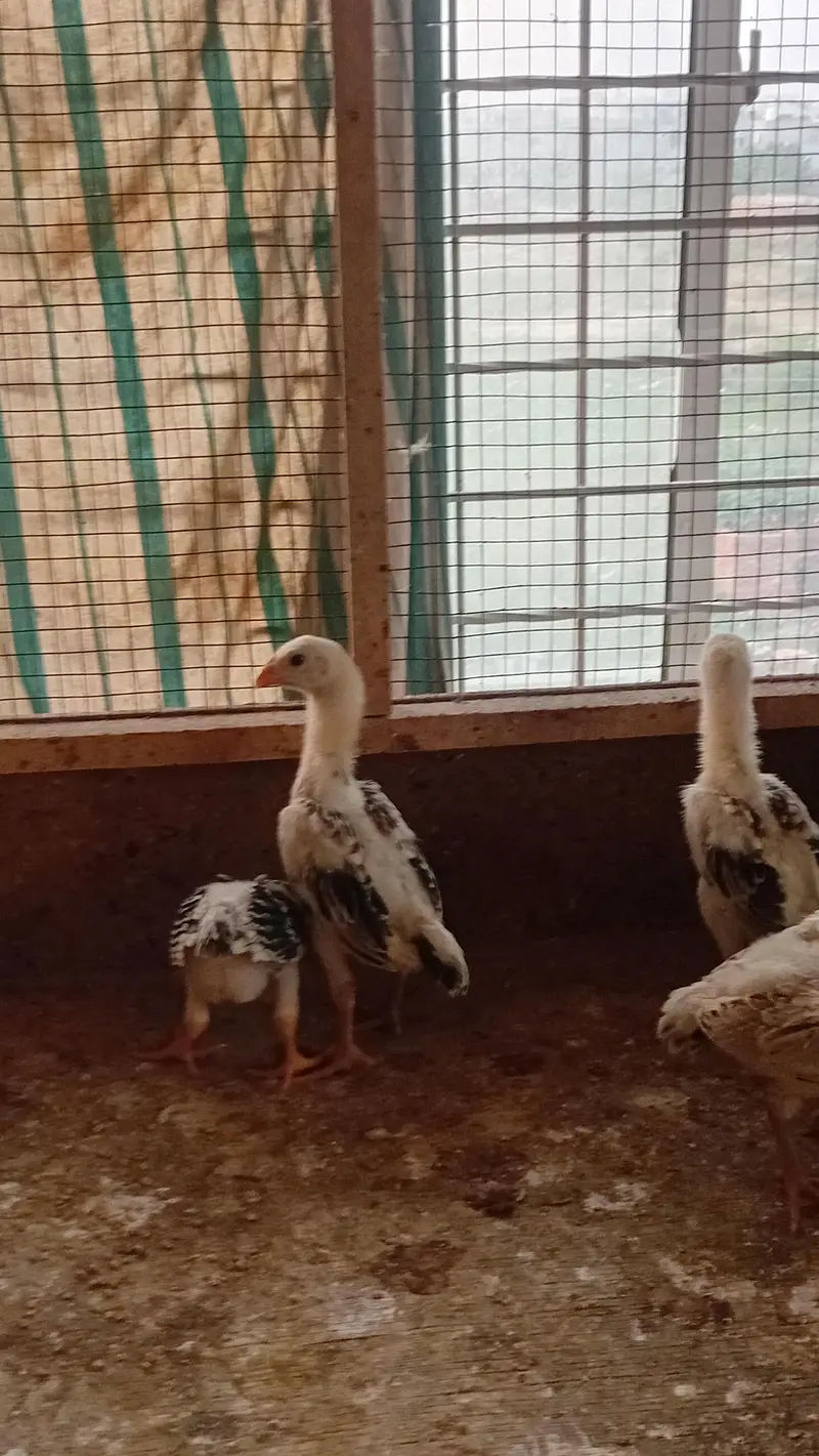 Shamo Chicks Pair Available | Aseel Shamo | Lakha Aseel Shamo — photo 4