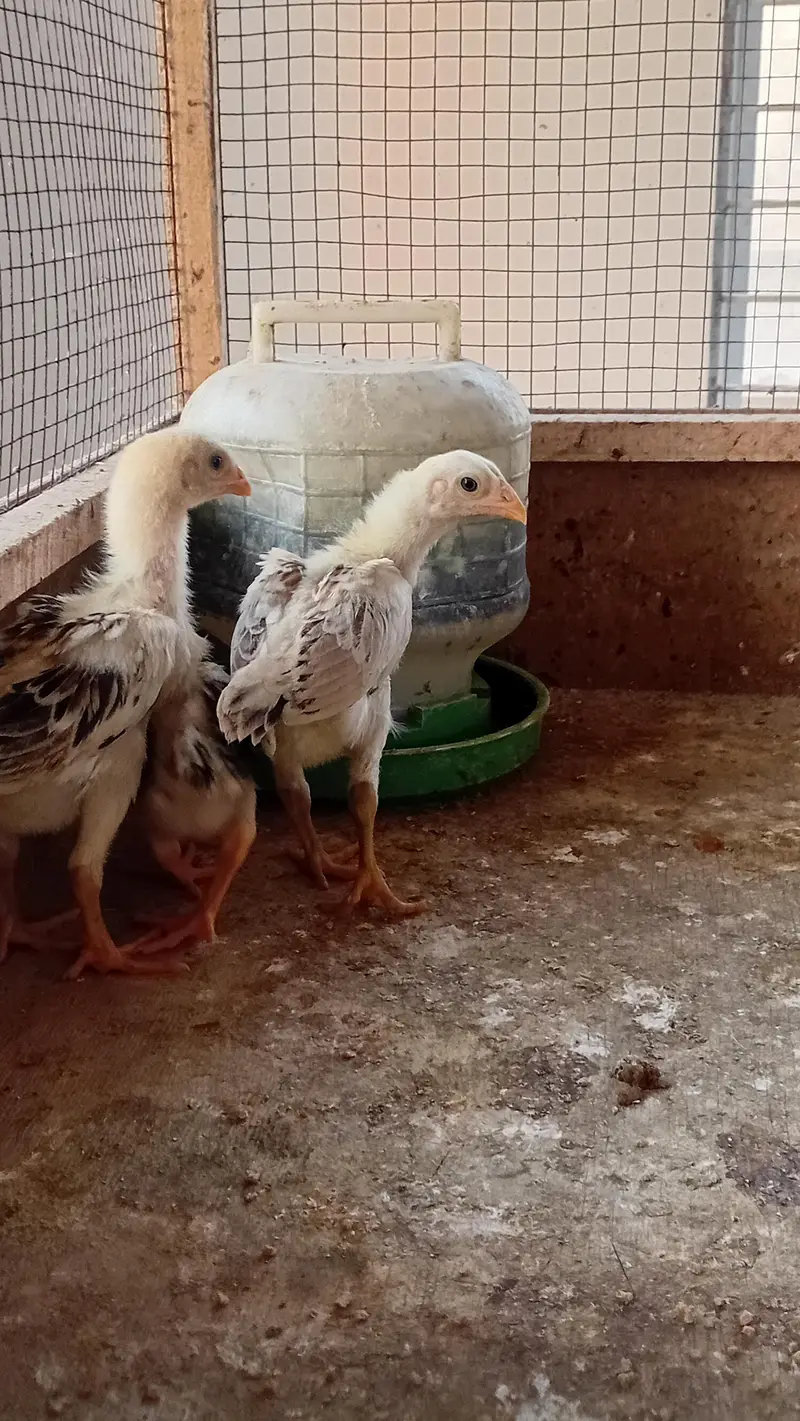 Shamo Chicks Pair Available | Aseel Shamo | Lakha Aseel Shamo — photo 5