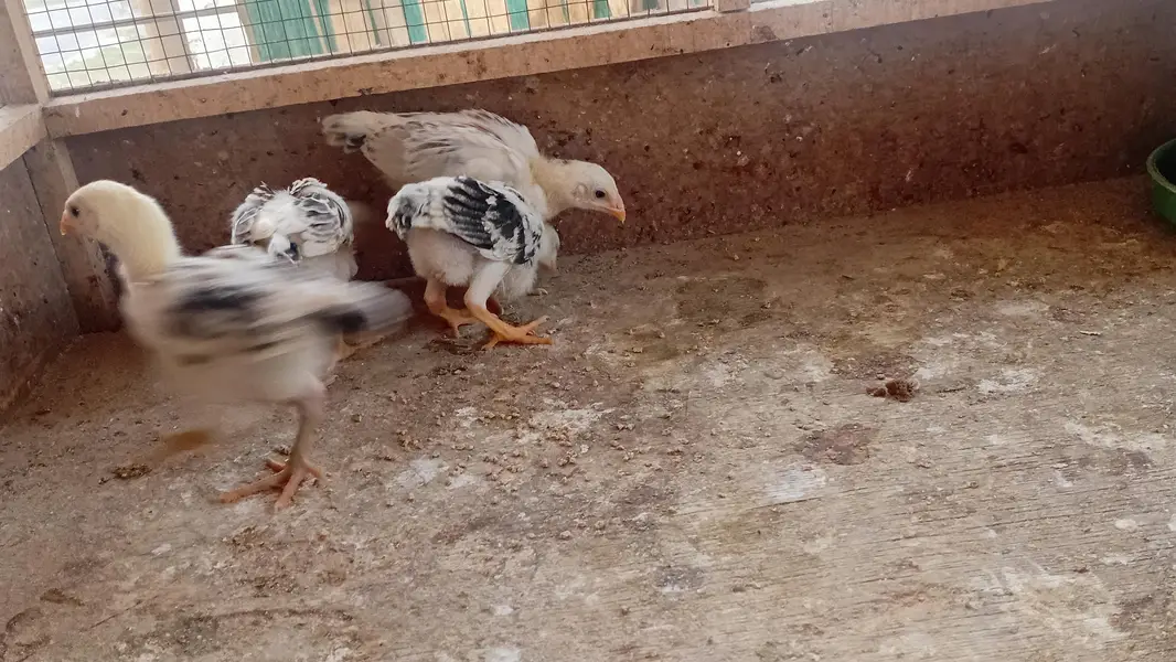 Shamo Chicks Pair Available | Aseel Shamo | Lakha Aseel Shamo — photo 6