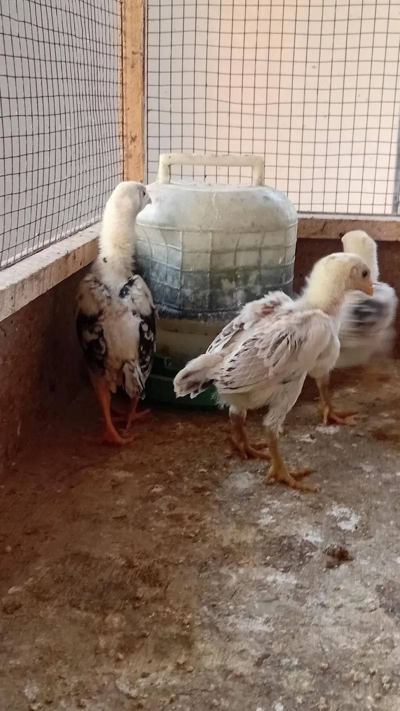 Shamo Chicks Pair Available | Aseel Shamo | Lakha Aseel Shamo — photo 7