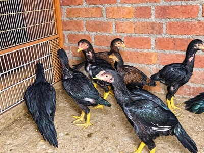 miyawali aseel chicks
