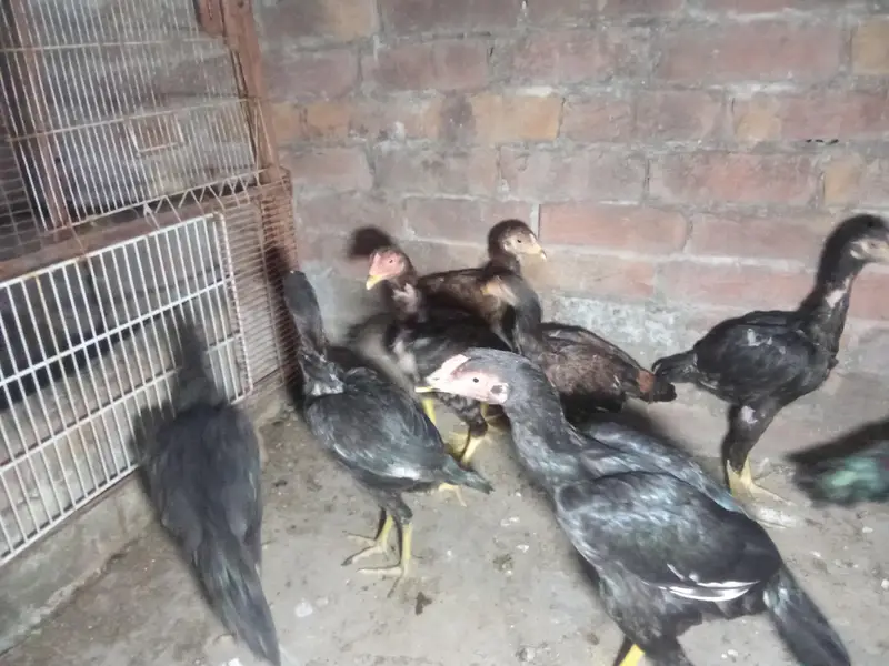 miyawali aseel chicks — photo 2